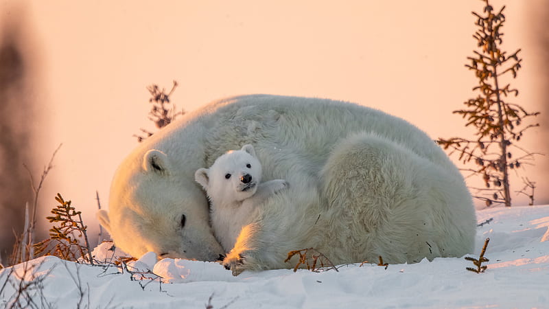 Big Small Polar Bears Are Sitting On Snow Bear, HD wallpaper