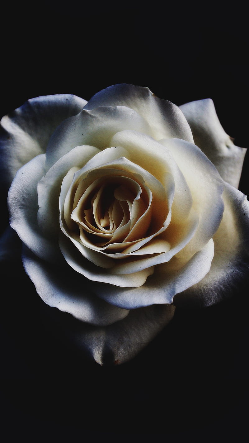 White Rose , dark, oled, flowers, white rose, HD phone wallpaper