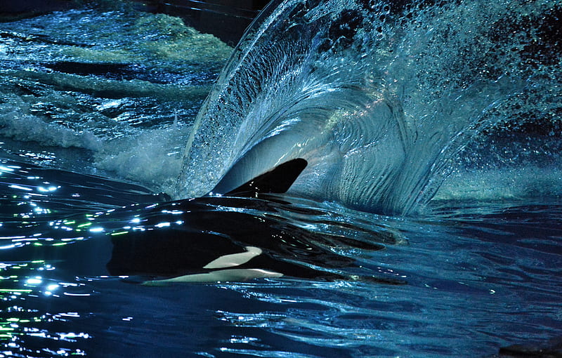 Orca wave, blue, dolphin, dorsal, katina, killer whale, water, whale, HD wallpaper