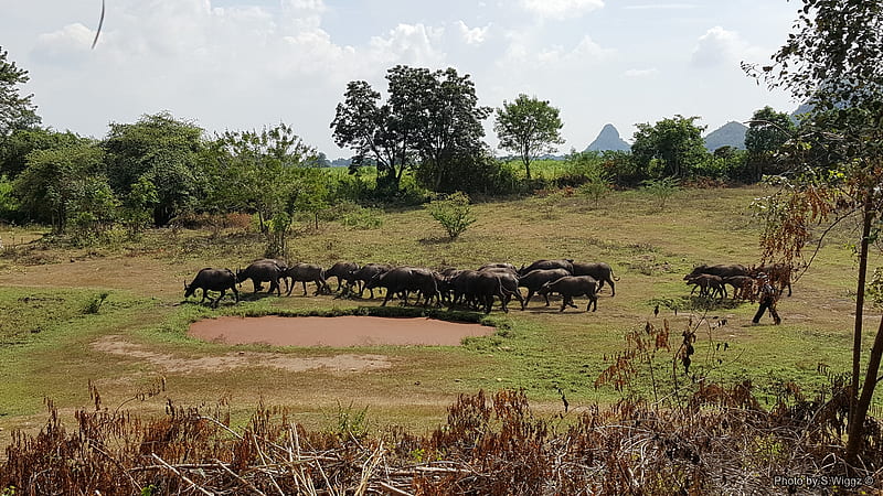 Water Buffalos in Phuket, Thailand, Trees, Buffalo, Weeds, Sky, Thailand, Phuket, Grass, Mud, Water, Clouds, HD wallpaper