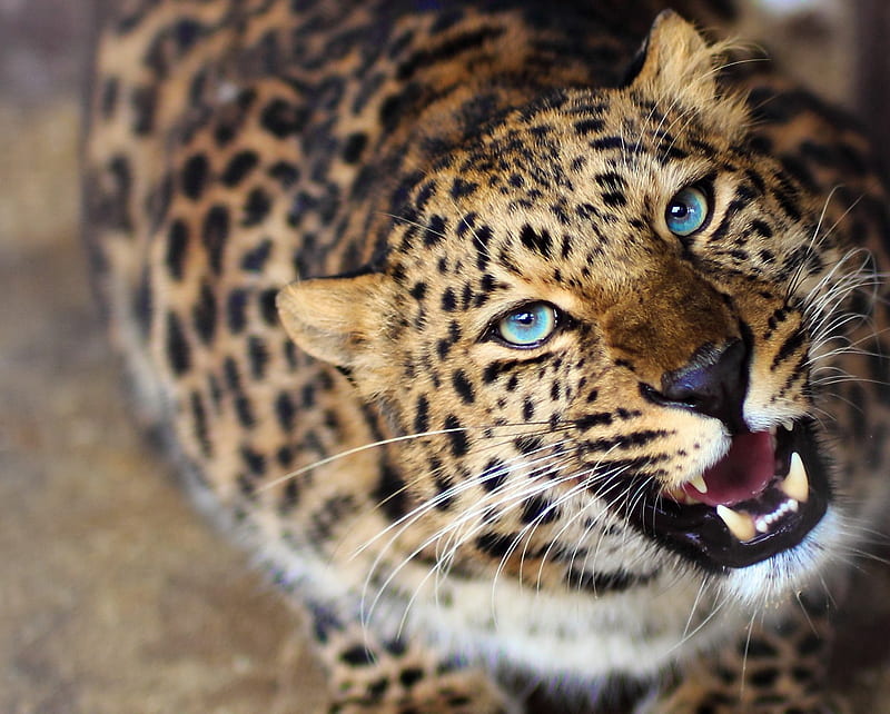 Leopard, blue eyes, savage, tiger, HD wallpaper