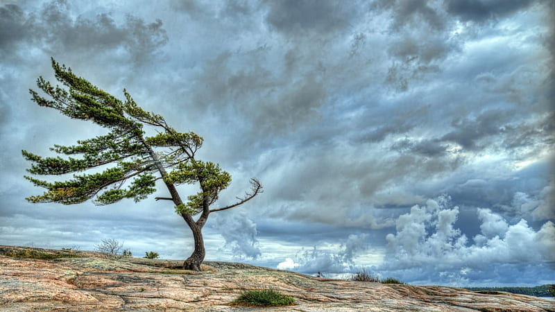 wind blown tree an a rocks ledge r, rocks, tree, wind, r, clouds, HD wallpaper