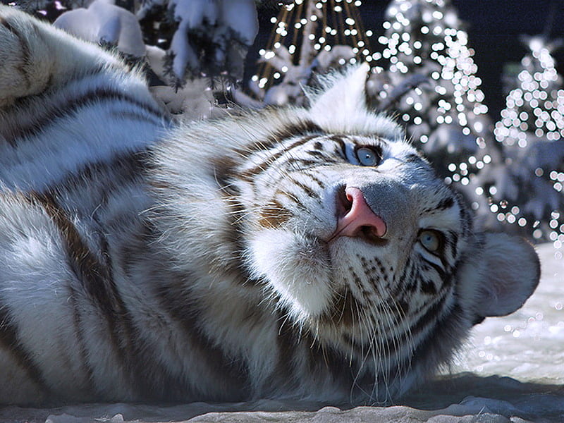 Christmas tiger, white and black, snow, striped, tiger, christmas trees, HD wallpaper