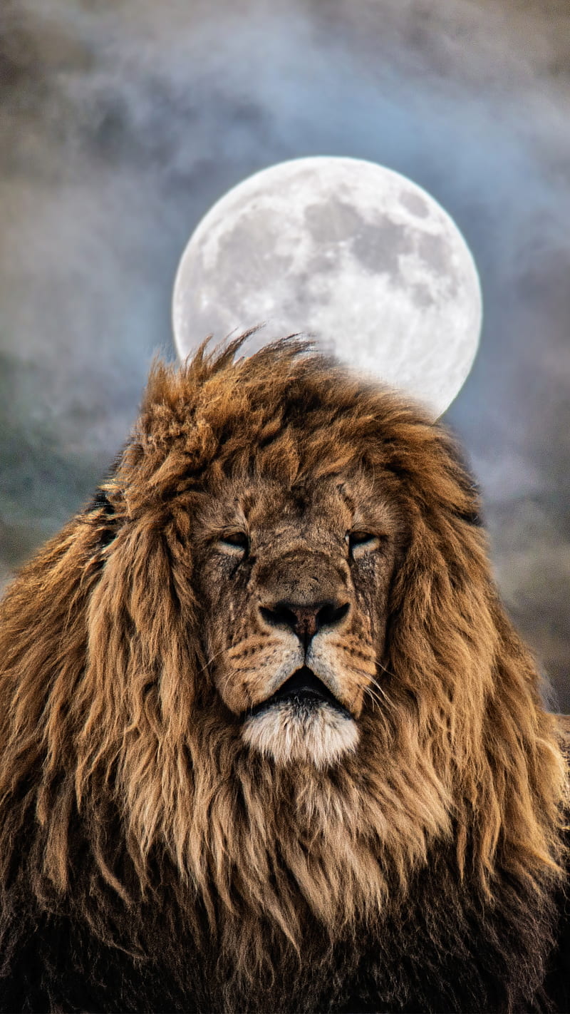 LION, animal, art, galataray, moon, moonlight, night, hop, sky, smoke, HD phone wallpaper