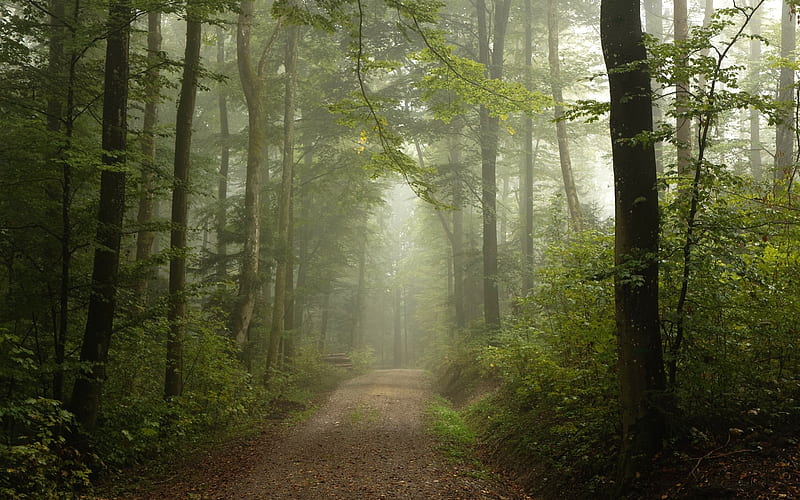 Misty Forest Path, Switzerland, mist, forest, path, HD wallpaper | Peakpx