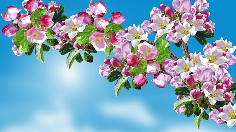 Sakura Blossoms Pink, sakura, fragrant, fresh, spring, sky, apple blossoms, cherry blossoms, cloudds, flowers, plum blossoms, Firefox Persona theme, HD wallpaper