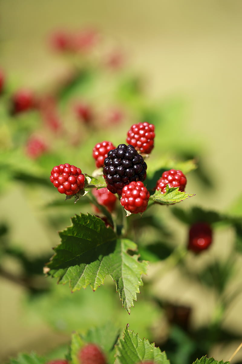 blackberries, berries, fruits, macro, HD phone wallpaper