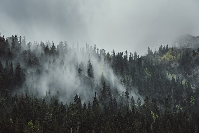 forest, fog, trees, mountains, crowns, tops, HD wallpaper