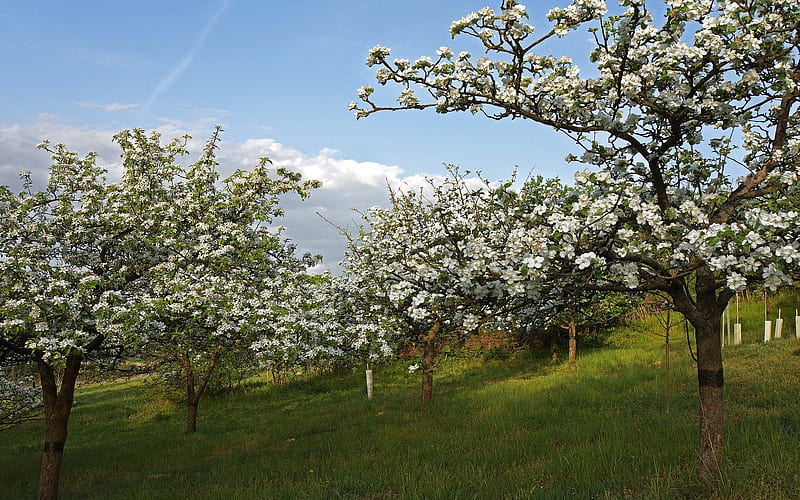 Flowering Apple Trees, apple, flowering, spring, trees, HD wallpaper