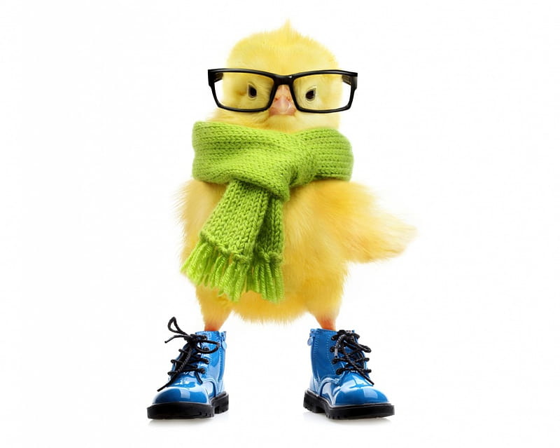 Cool chick, chicken, glasses, yellow, easter, creative, chick, winter, cute, fantasy, green, scarf, funny, white, shoes, HD wallpaper