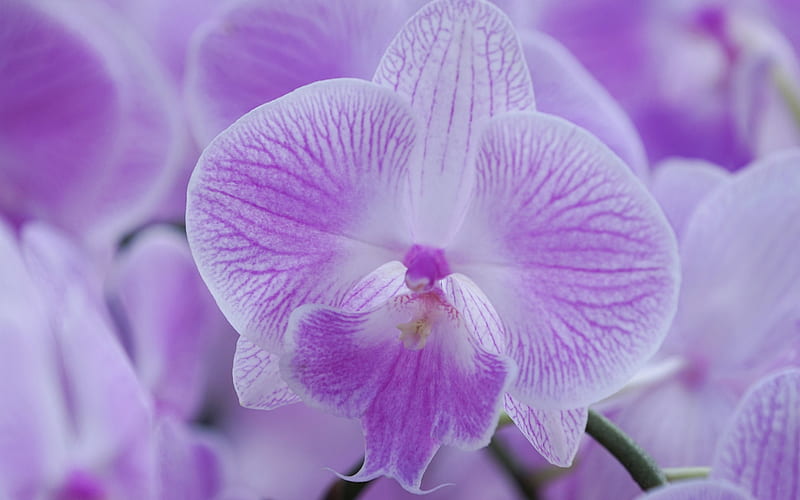 purple orchid, beautiful flowers, orchid, purple flowers, orchid branch, Phalaenopsis, HD wallpaper