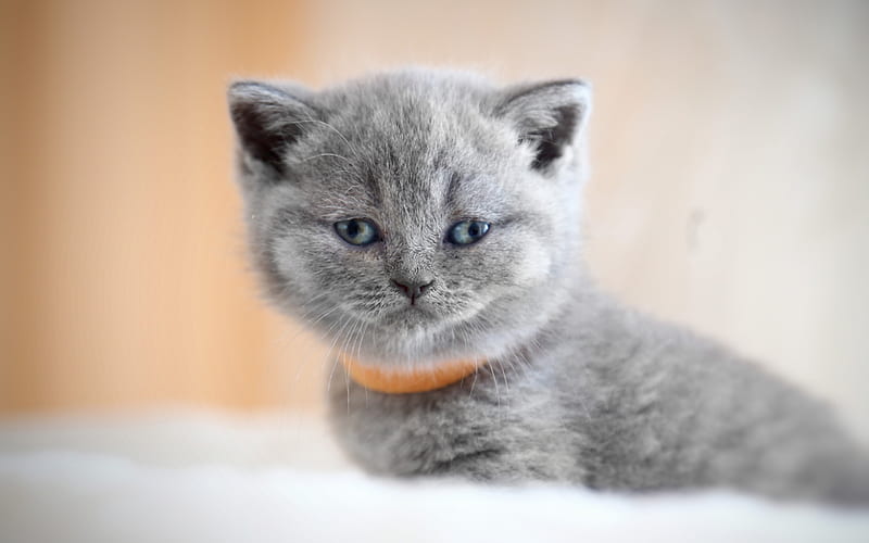 British Shorthair Cat, kitten, muzzle, domestic cat, cats, gray cat, blue eyes, cute animals, British Shorthair, HD wallpaper