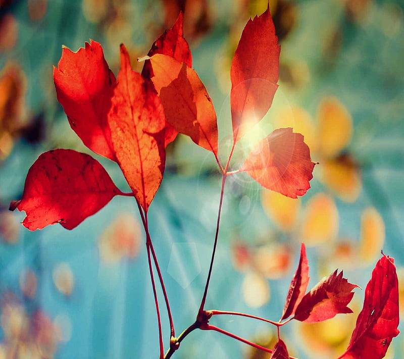 Autumn Leafs, autumn, bonito, colorful, cool, good, leafs, nice, HD ...