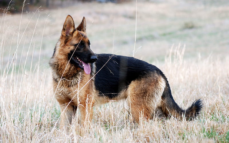 German Shepherd domestic dogs, large dog, field, HD wallpaper