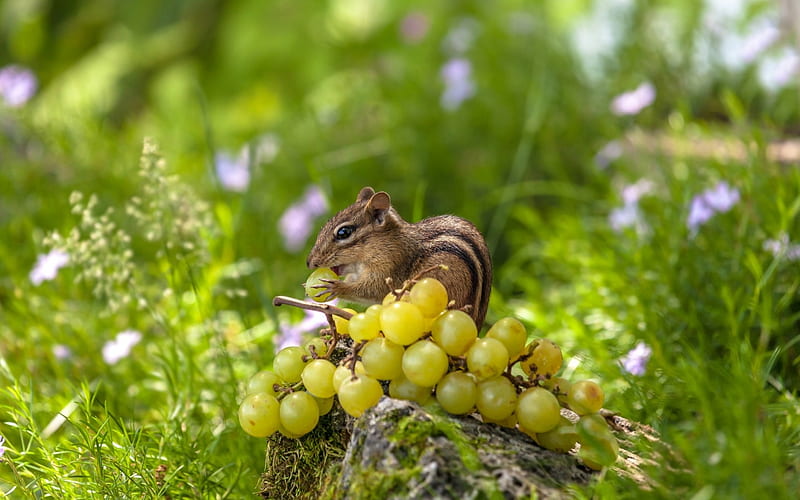 Chipmunk, fruit, grapes, squirrel, veverita, green, animal, HD wallpaper