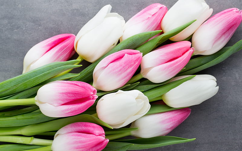pink tulips, spring flowers, bouquet of tulips, spring, HD wallpaper