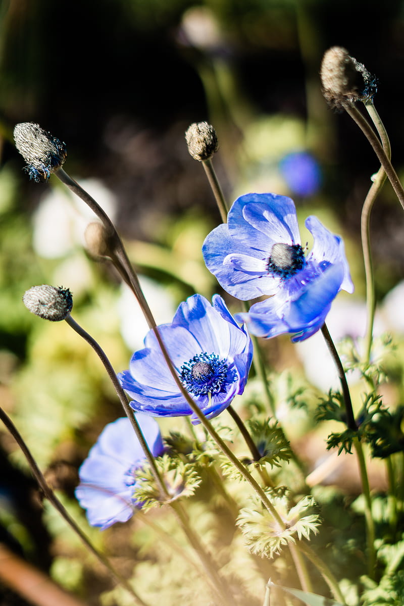 Blue Flowers in Tilt Shift Lens, HD phone wallpaper