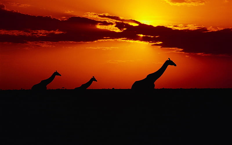 Giraffe, neck, long, animal, HD wallpaper