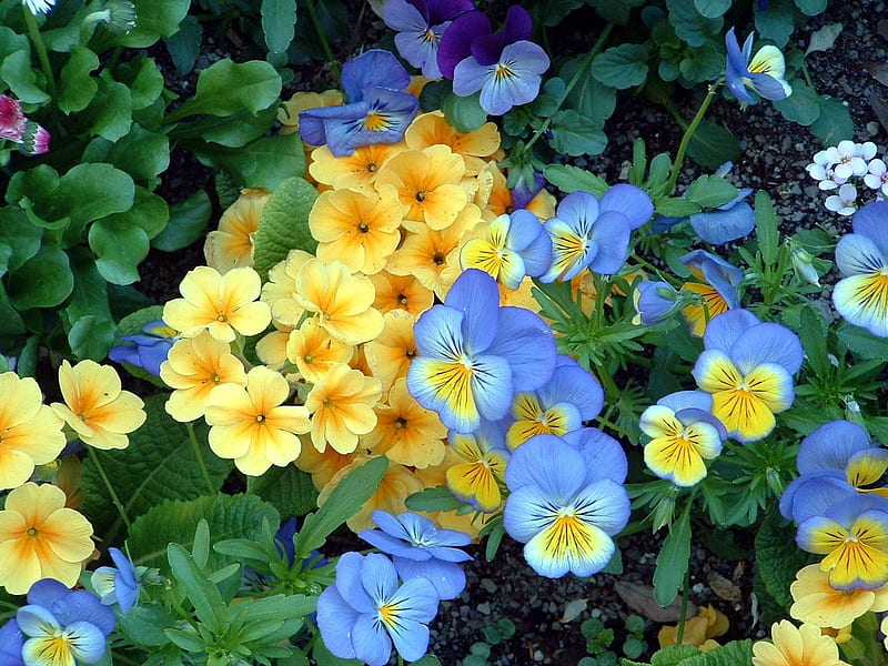 Pansie Flowerbed, colorful, bright, summer, pansies, beauty, nature, spring, flowerbed, HD wallpaper
