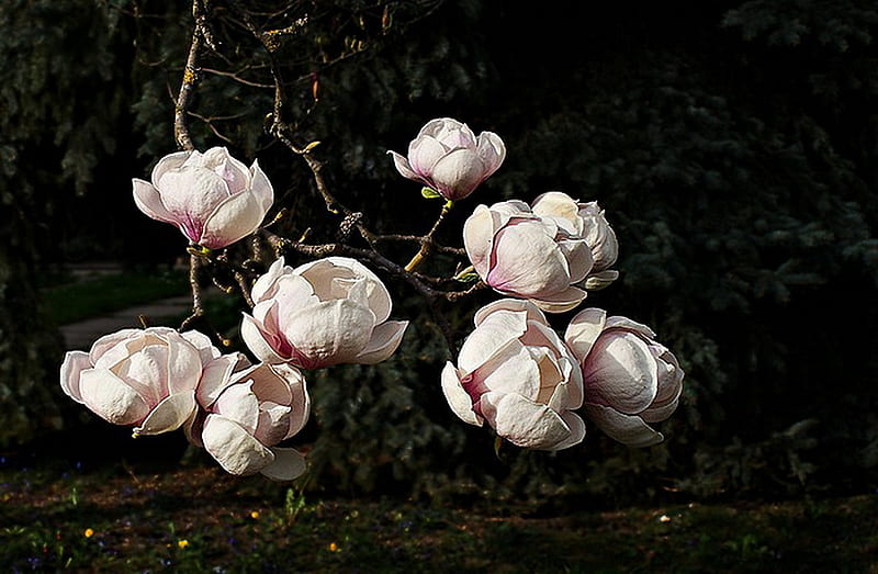 For those who have lost their Mothers, magnolias, black background, budding, pink and white, loss, HD wallpaper