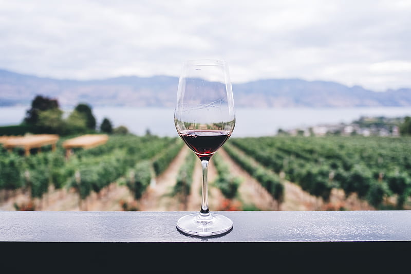 clear wine glass overlooking orchard during daytime, HD wallpaper
