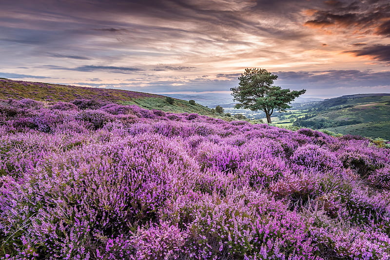 Flores, flor, paisaje, flor morada, verano, Fondo de pantalla HD | Peakpx