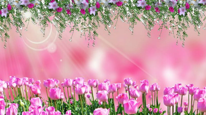 ~*~ Pink Flowery Field ~*~, Pink Flowery Field, flowers, pink flowers, beautiful pink, HD wallpaper