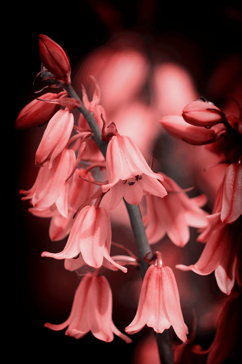 bell, flower, bloom, pink, HD phone wallpaper
