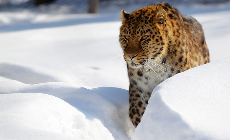 Cats, Leopard, Big Cat, Snow, Wildlife, Winter, predator (Animal), HD wallpaper