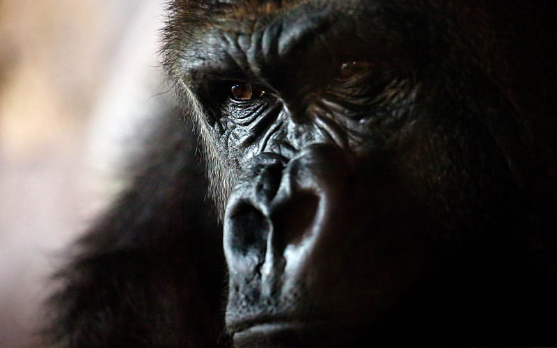 gorilla portrait-wild animal, HD wallpaper
