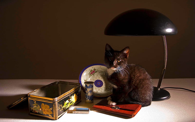 KITTY ON GRANDMA'S TABLE, table, kitty, purse, black, box, cat, plate, lamb, tin, stillife, HD wallpaper