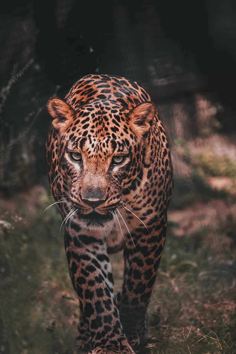 leopard, big cat, predator, wild, HD phone wallpaper