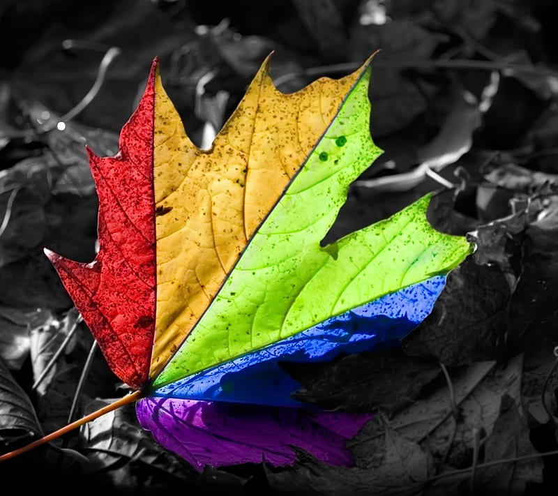 Colorful Leaf, color, HD wallpaper