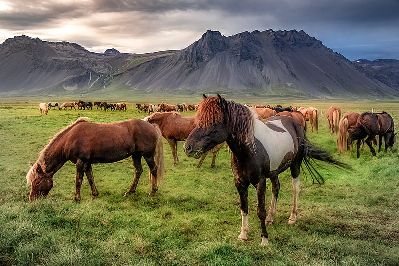 Animal, Horse, Iceland, HD wallpaper