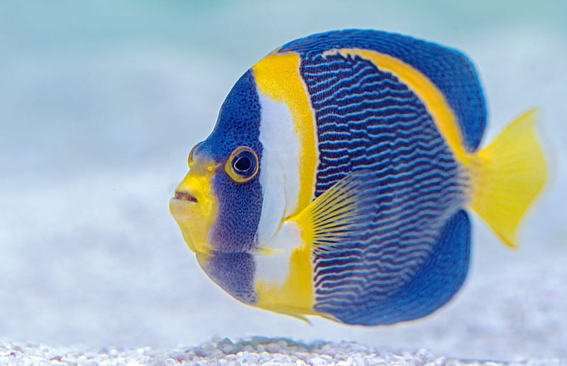 selective focus graphy of blue and yellow finned fish, HD wallpaper