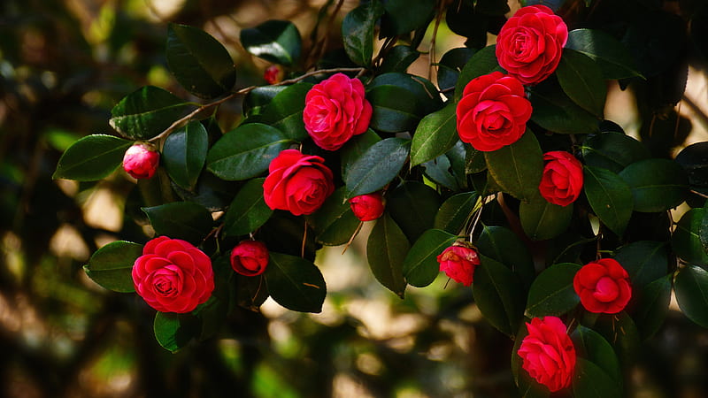 Camellia, red, vara, rose, green, bush, summer, flower, HD wallpaper