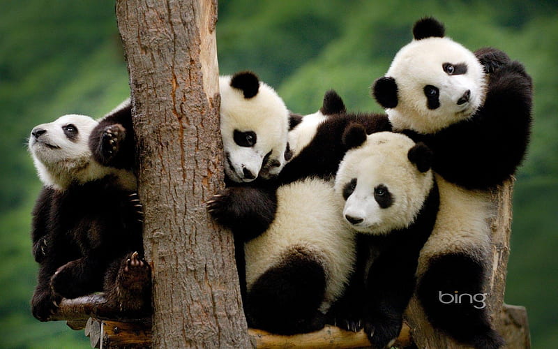 Panda juniors, family, panda, cute, group, juniors, cubs, animals, sweet, litter, HD wallpaper