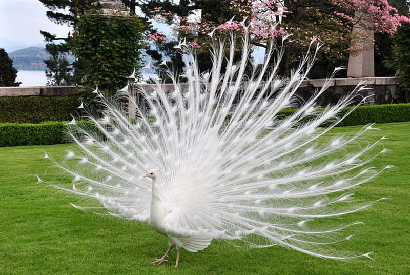 White Peacock, bird, grass, peacock, flowers, yard, HD wallpaper