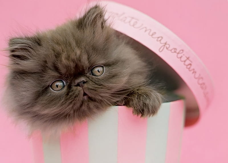 Kitten, brown, paw, box, cat, animal, cute, pink, pisica, HD wallpaper