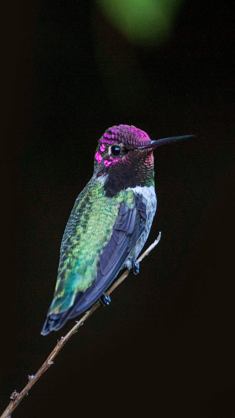 Hummingbird WallpapersAmazoncomAppstore for Android
