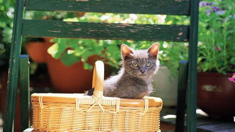 A kitten in a basket, feline, basket, chair, kitten, wood, HD wallpaper