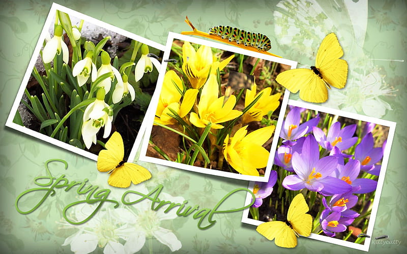 Spring Arrival , text, sun, crocus, frames, words, butterflies, spring, collage, caterpillar, flowers, snowdrops, HD wallpaper