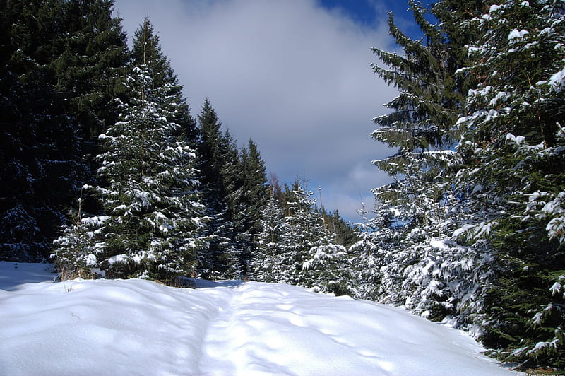 ~Snowy firs~, forest, sunny day, trees, snowy, firs, winter, mountain, snow, landscapes, nature, season, HD wallpaper