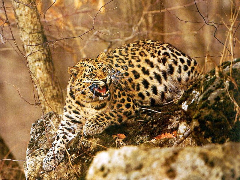 Amur-Leopard, leopard, amur, bonito, HD wallpaper