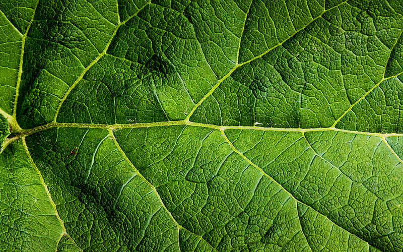 green leaves texture, macro leaves, leaves texture, green leaf, close-up, leaf pattern, leaf textures, green leaves, HD wallpaper