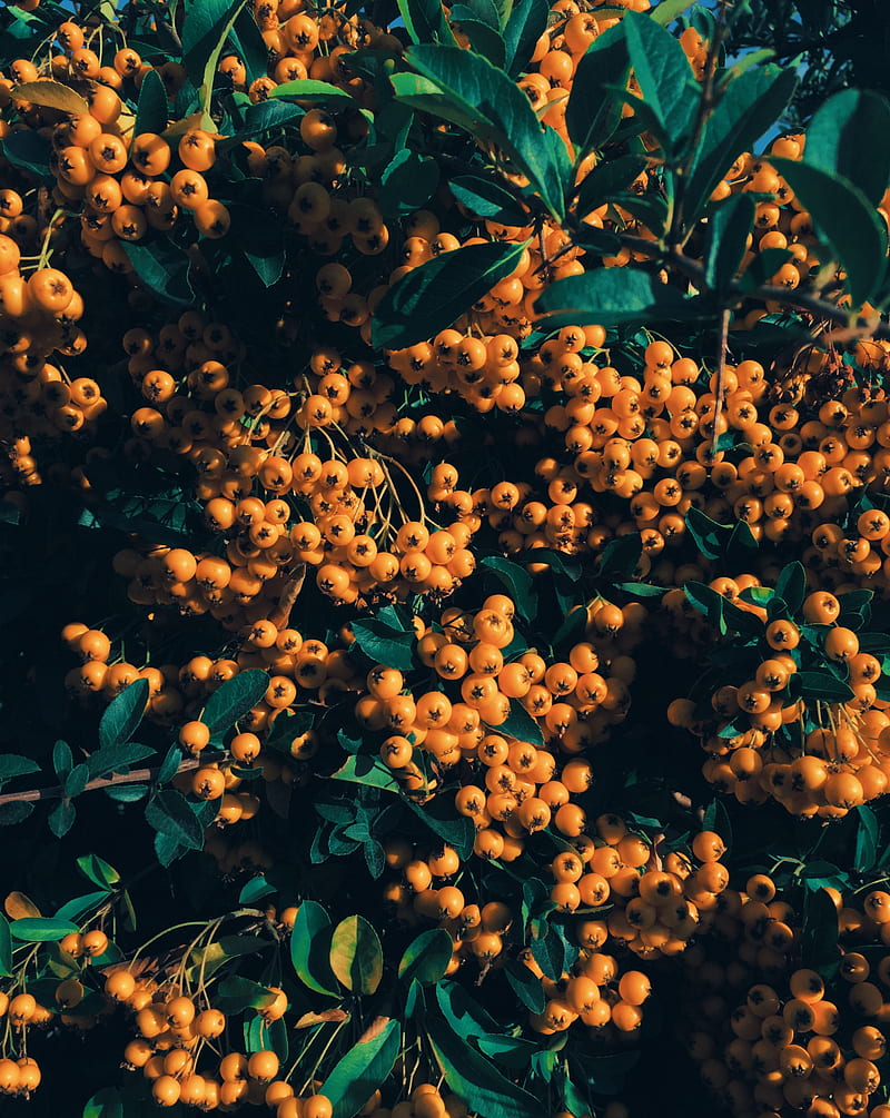 rowan, berries, branch, yellow, leaves, HD phone wallpaper