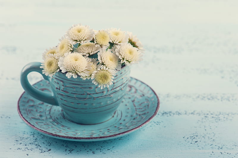 ღ, White, Flowers, Cup, Chrysanthemums, HD wallpaper | Peakpx