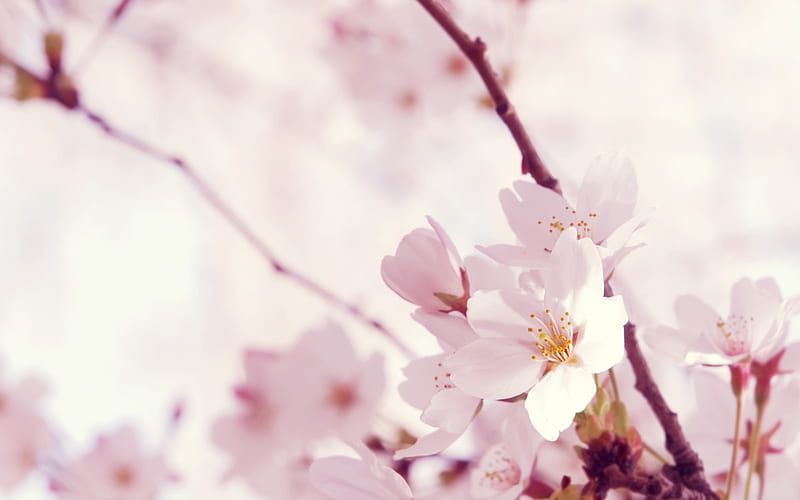 Sakura, HD wallpaper