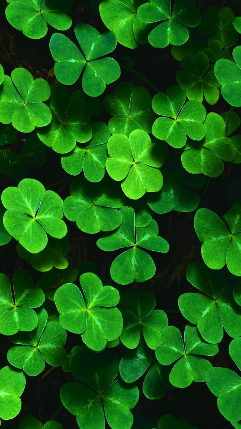 St Patricks Day, green, holiday, lucky, shamrock, HD phone wallpaper