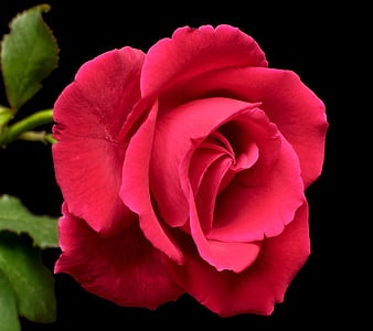 Page 119, HD roses for roses wallpapers